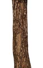 Trunk of a tree Isolated On transparent Background.