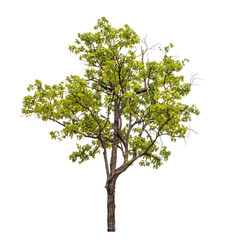 Green tree on transparent background with clipping path, single tree with clipping path and alpha...