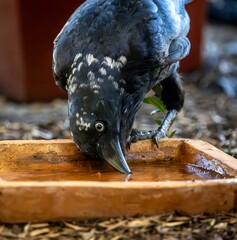 A partially leucistic Australian Raven (corvus coronoides) 