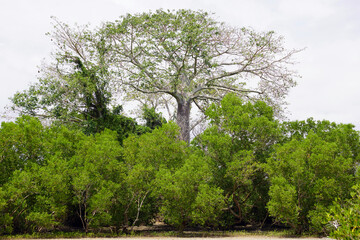 Ancient baobab tree towers over other trees on an island off the coast of northern Tanzania