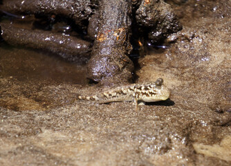 Mudskipper in wet sand in a mangrove swamp on an island off the coast of Tanzania
