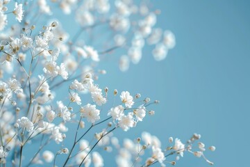 Fototapeta premium Closeup photo of little white baby's breath flowers on blue background. Tender floral wallpaper