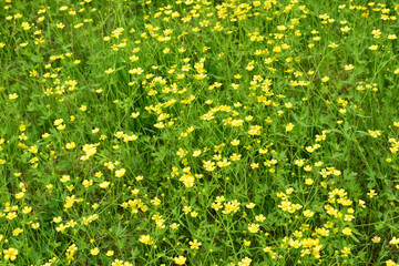 Acrid buttercup. A field with small yellow flowers.