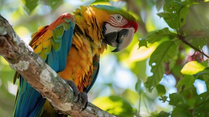 Parrot examining its surroundings and grooming its feathers while perched on a tree branch
