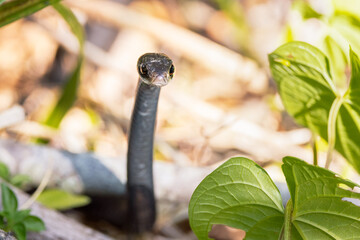 A black racer (Coluber constrictor) 