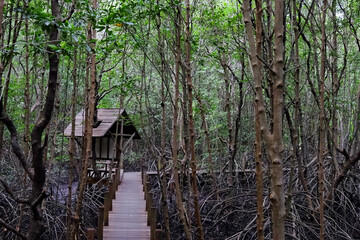 Wooden bridge walkway in Crabapple Mangrove of Mangrove Forest in Thailand