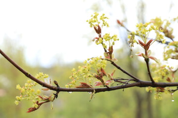 spring tree