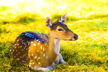 Spotted deer on the grass yard