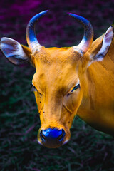 head of banteng with dark background