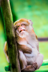 Assamese Macaque is sitting and resting