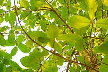 figs on tree