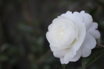 White camellia flower in the day