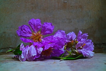 Purple flowers 