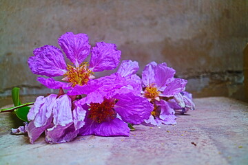 purple flowers 