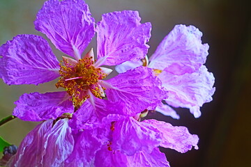 flowers in the morning