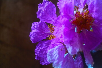 purple and white flower