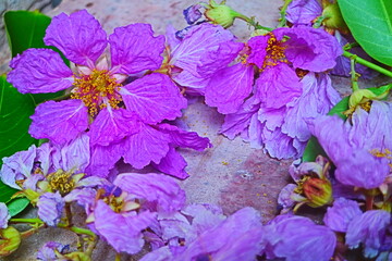 flowers on the wall