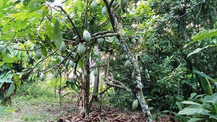 During the productive period, cocoa pods produce quite a lot of fruit if care is taken and pruning...