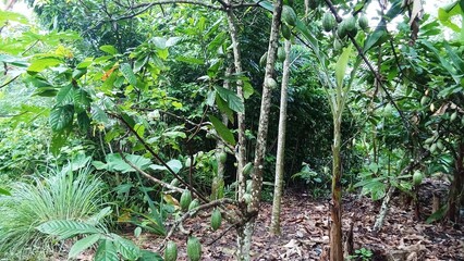 During the productive period, cocoa pods produce quite a lot of fruit if care is taken and pruning...