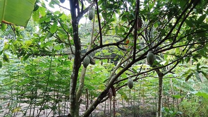 During the productive period, cocoa pods produce quite a lot of fruit if care is taken and pruning of the branches on the plant