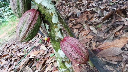 During the productive period, cocoa pods produce quite a lot of fruit if care is taken and pruning...