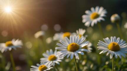 Beautiful chamomile flowers in meadow. Spring or summer nature scene with blooming daisy in sun flares, Generative.AI
