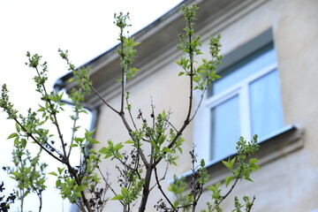 spring tree