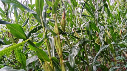 Production of corn plants that are still green is good food security for the community