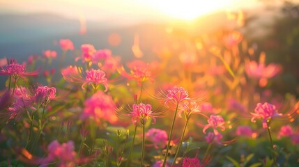Fototapeta na wymiar Field of flowers with golden sunset