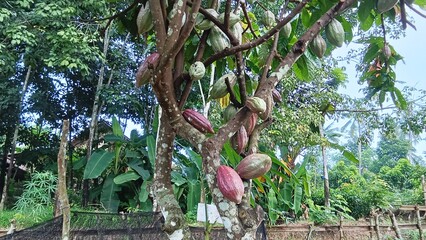 During the productive period, cocoa pods produce quite a lot of fruit if care is taken and pruning...