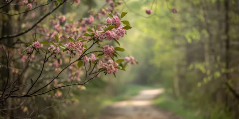 Poster Spring blossoms on branches with a blurred forest pathway © Minh Do