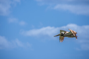 Fototapeta na wymiar Pelican flying over the Atlantic at sunrise near a beach in Punta Cana in the Dominican Republic