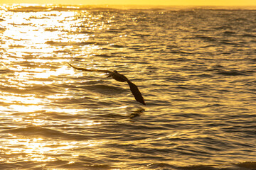 Pelican flying over the Atlantic at sunrise near a beach in Punta Cana in the Dominican Republic