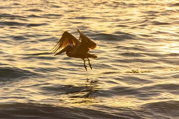 Pelican flying over the Atlantic at sunrise near a beach in Punta Cana in the Dominican Republic
