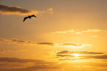 Pelican flying over the Atlantic at sunrise near a beach in Punta Cana in the Dominican Republic - obrazy, fototapety, plakaty
