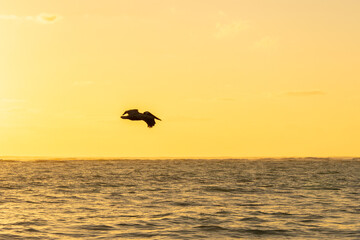 Fototapeta na wymiar Pelican flying over the Atlantic at sunrise near a beach in Punta Cana in the Dominican Republic