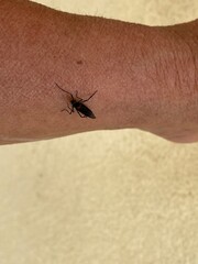 h3althy,food,fish,water,cold,larvas,bug,