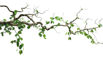 Realistic twisted jungle branch with Transparent Background