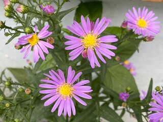 nature,insects,bug,plant,green,hill,