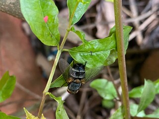 nature,insects,bug,plant,green,hill,