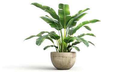 Potted banana plant isolated  