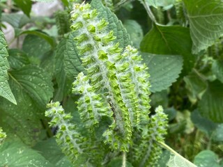 nature,insects,bug,plant,green,hill,