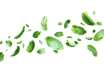 Green Peppermint leaves flying and falling isolated on background, tropical leaf for border element, fresh natural foliage, organic herbal in form of wave and swirl.