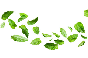 Green Peppermint leaves flying and falling isolated on background, tropical leaf for border element, fresh natural foliage, organic herbal in form of wave and swirl.