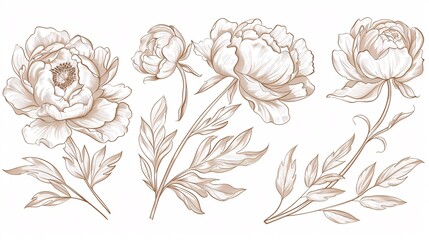 Collection of high-end peony blooms and emblem. Stylish plant motifs. Hand-drawn linear foliage and blossoms. Sophisticated meadow flowers for event invitation or reminder. Fashionable flora.