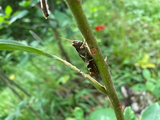 nature,insects,bug,plant,green,hill,