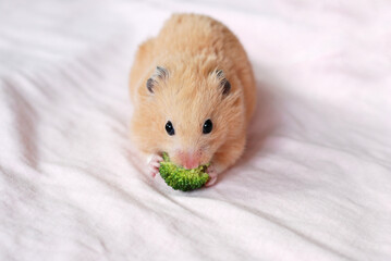 Cute golden hamster eating broccoli