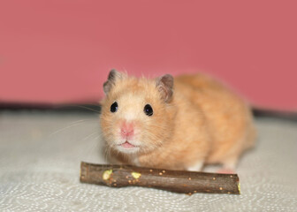 Golden hamster is chewing on an apple twig