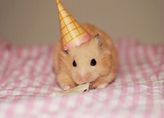 Golden hamster wearing a party hat