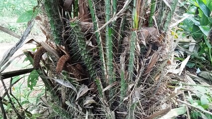 The salak plant which is covered in lots of thorns has started to produce flower fruit